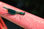 mark_moogalian_139005.jpg